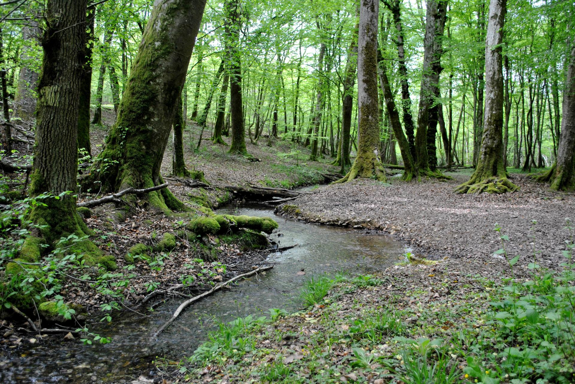 La forêt des Bertranges