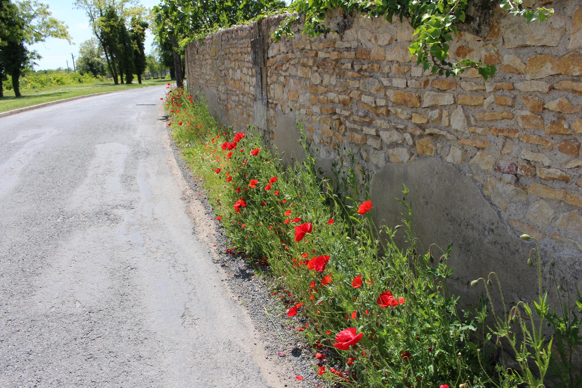 Permis de végétaliser La Charité-sur-Loire