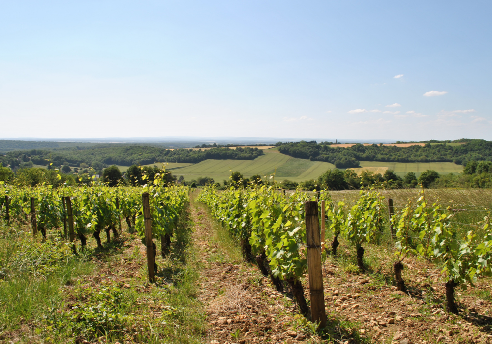 Le vignoble (Les Côtes de La Charité)